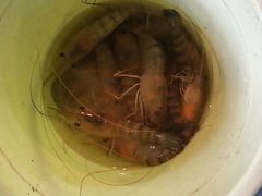 -小象钓虾·营地烧烤(洛溪店)