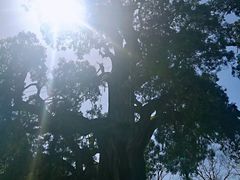 -黄帝陵