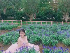 -百万葵园