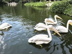 -深圳野生动物园