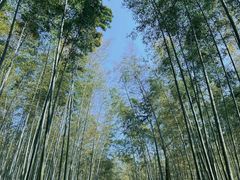 -大奇山国家森林公园