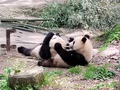 -都江堰中华大熊猫苑