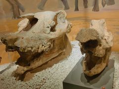 -国家自然博物馆