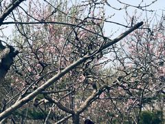 -桃花堤公园