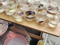 -青石桥花鸟鱼虫市场(叠翠城店)