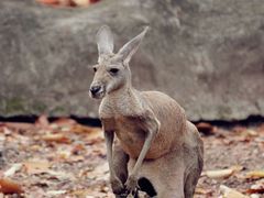 -清迈夜间动物园