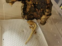 -酷以爬仙阁实体爬宠店·守宫·蜥蜴·专业繁育