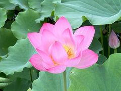 -莲花池公园