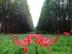 -黄海国家森林公园