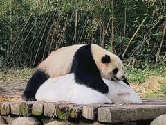 -广州长隆野生动物世界