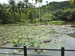 -呀诺达热带雨林