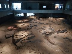 -自贡恐龙博物馆