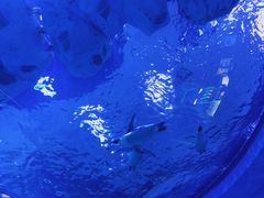 企鹅馆-上海海昌海洋公园