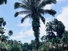 -新加坡植物园