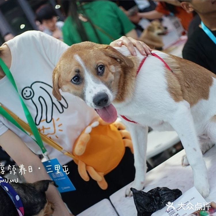 太可爱！连孙俪娘娘都为他们站台