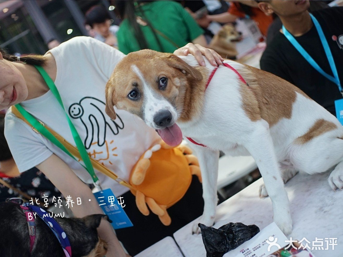 太可爱！连孙俪娘娘都为他们站台