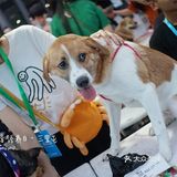 太可爱！连孙俪娘娘都为他们站台