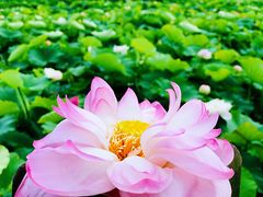 -荷塘月色湿地公园·向阳花洲
