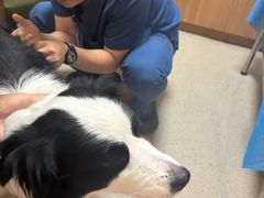 -爱派特动物医院·全科诊疗中心