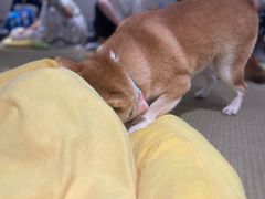 -逗柴咖啡屋·狗咖猫咖宠物桌游