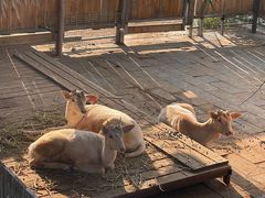 -北京鹿世界主题园