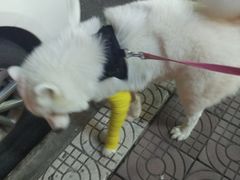 -瑞鹏宠物医院·爱宠堂·骨外专科(西荷分院)