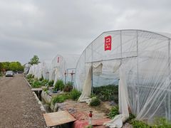 -喜杨洋草莓采摘园