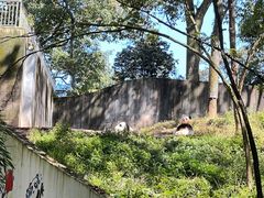 -中国大熊猫保护研究中心雅安碧峰峡基地