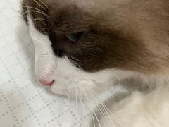 -灵美宠物诊所