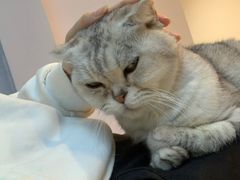 -猫咪派对(江南西店)