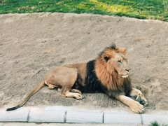 -北京野生动物园