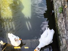 -苏州文庙(姑苏区)