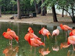 -石家庄市动物园