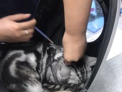 -萌兽医馆·绝育·24小时内科·宠物医院(德胜店)