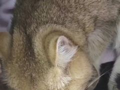 -柏萃动物医院·骨科·牙科