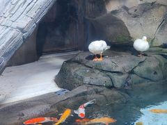 -海合安青岛极地海洋公园