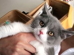 -山宅一喵德文卷毛猫舍
