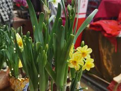 -越秀西湖花市(广州城市广场花卉店)
