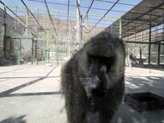 -新疆天山野生动物园