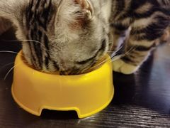 -猫小院猫主题咖啡厅(北锣店)