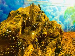 -上海大自然野生昆虫馆(东方明珠·爬宠昆虫探索中心)