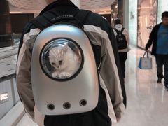 -momokira米努特·德文卷毛猫·棉花面纱犬