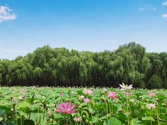 -东郊湿地公园