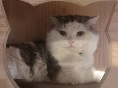 -Mr.Fox狐狸先生超级密室(南山店)