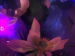 -韵秋荷(宝山龙湖天街店)