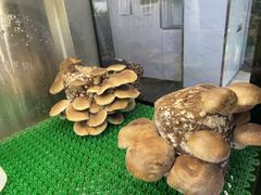 -烹然四季椰子鸡火锅(姚家园万象汇店)