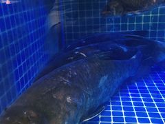 -姜君·千岛湖鱼头馆(浦东大道店)
