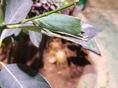 -正佳雨林生态植物园