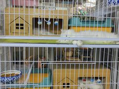 -曲阳花鸟市场(曲阳路店)