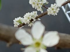 -树山生态村